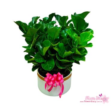 台北花店熱賣 純粹 桌上型琴葉榕盆栽 開幕 喬遷 榮陞