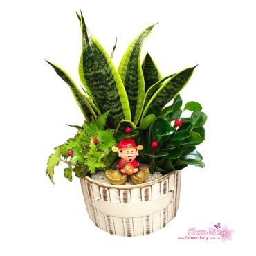 台北花店特選 財神眷顧 虎尾蘭桌上盆栽 可淨化空氣喔