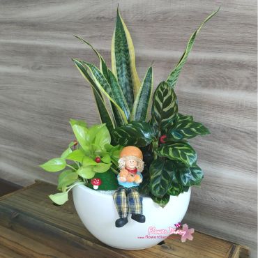 獨占鰲頭 虎尾蘭桌上盆栽 可淨化空氣喔