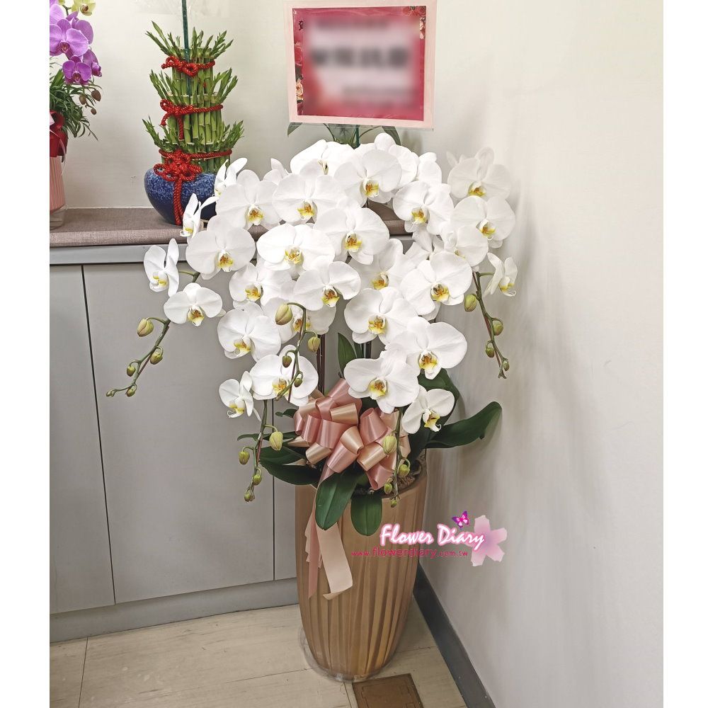 高雅迷人 金典 立地加高型 白色蝴蝶蘭花組合盆栽