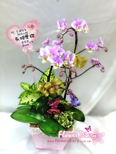 粉佳人 桌上型 2梗粉色蝴蝶蘭花造景盆栽