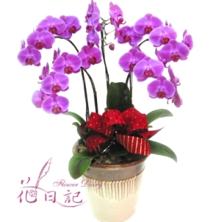 買蘭花好福氣 桌上型 紅色蝴蝶蘭花盆栽