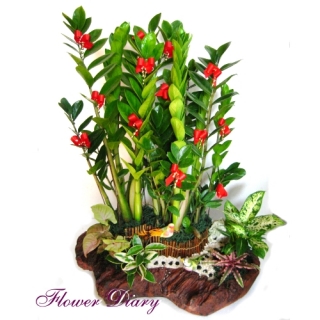 台北花店精選 時來運轉 金錢樹桌上盆栽