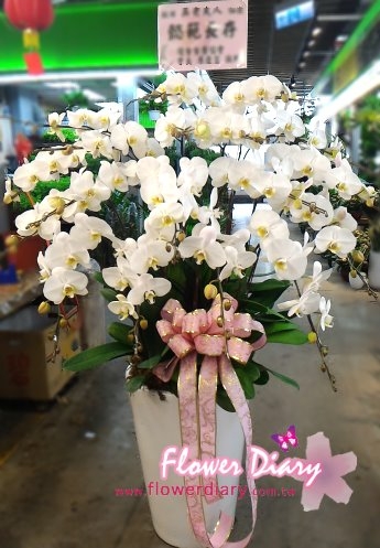 氣宇非凡 18梗白色蝴蝶蘭花組合盆栽