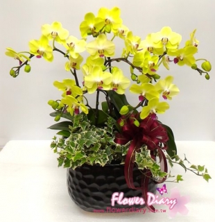 金色年華 桌上型 黃綠花蝴蝶蘭花盆栽