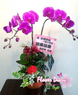 福旺雙至 桌上型 2梗紅色蝴蝶蘭花組合盆栽