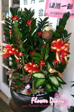 台北花店精選 大展鴻圖 金錢樹桌上型造景盆栽 開幕 榮陞 喬遷