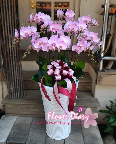 大器豪華 爾雅 立地加高型 粉色蝴蝶蘭花組合盆栽