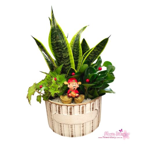 台北花店特選 財神眷顧 虎尾蘭桌上盆栽 可淨化空氣喔