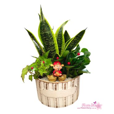 台北花店特選 財神眷顧 虎尾蘭桌上盆栽 可淨化空氣喔