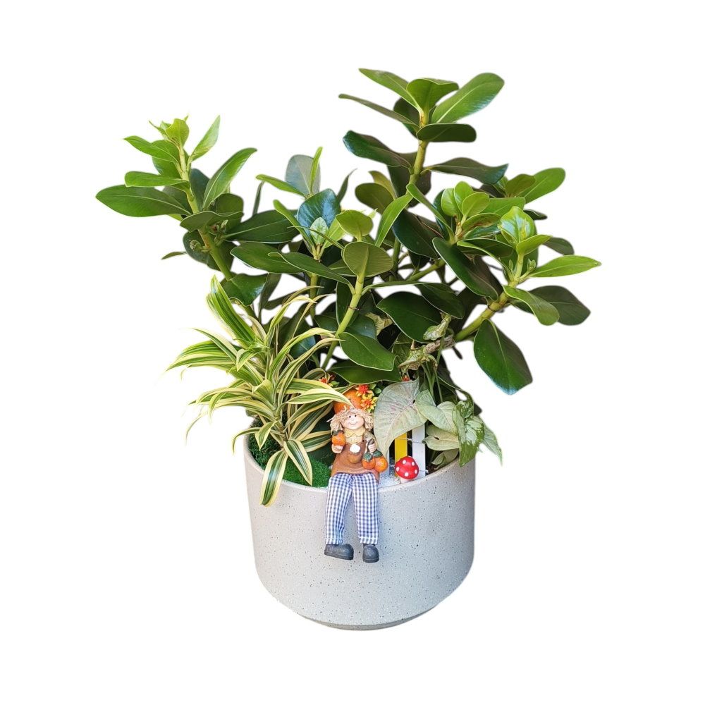 花店精選書香門第書帶木桌上型造景盆栽- 台北花店- 花日記花坊實體網路