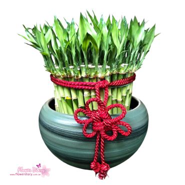 台北花店首選 青雲直上  直立形桌上開運竹盆栽 開幕喬遷升官風水招財