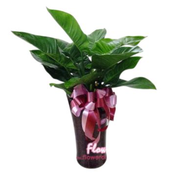 台北花店精選 落地型高CP值 綠鑽蔓綠絨落地盆栽