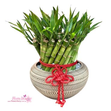 花店精選 質樸  螺旋開運竹 開幕喬遷榮陞賀禮