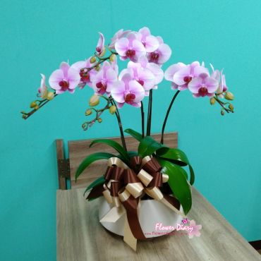 花店推薦  桃李芬芳 桌上型 4梗粉色蝴蝶蘭花造景組合盆栽