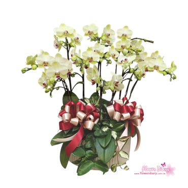 金色年華 桌上型 黃綠花蝴蝶蘭花盆栽12梗