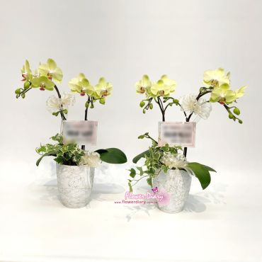 弔唁 桌上型 2梗黃綠色蝴蝶蘭花盆栽1對