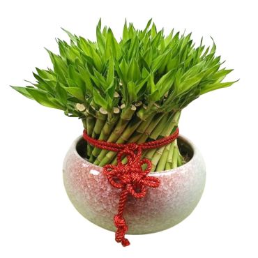 台北花店首選 高步雲衢  螺旋形桌上開運竹盆栽 開幕喬遷升官風水招財