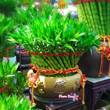 開運竹盆栽 台北花店 花日記花坊實體網路花店 花束 花籃 蝴蝶蘭花 金錢發財盆栽 幸運竹