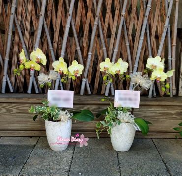 弔唁 桌上型 2梗黃綠色蝴蝶蘭花盆栽1對