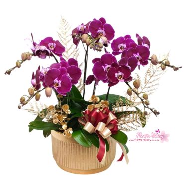 大器豪華純淨立地加高型白色蝴蝶蘭花組合盆栽- 台北花店- 花日記花坊