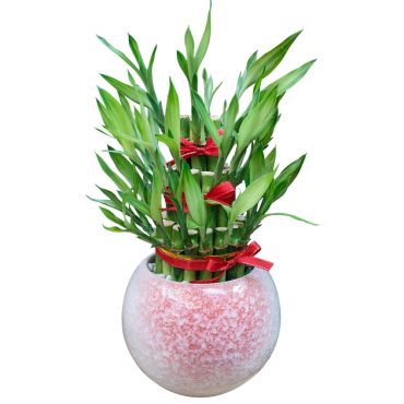 花店招財高CP 錦標獨得 三層開運竹 開幕喬遷榮陞賀禮