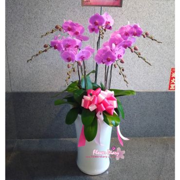 優雅大方 花妍 立地加高型 粉色蝴蝶蘭花組合盆栽