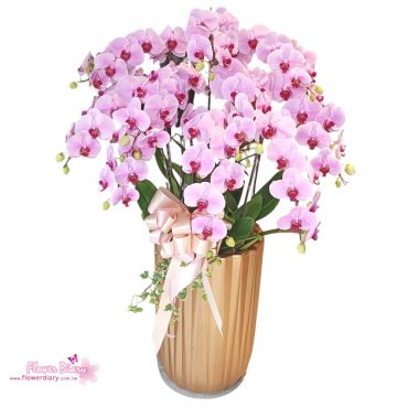 大器豪華 金典爾雅 立地加高型 粉色蝴蝶蘭花組合盆10梗栽