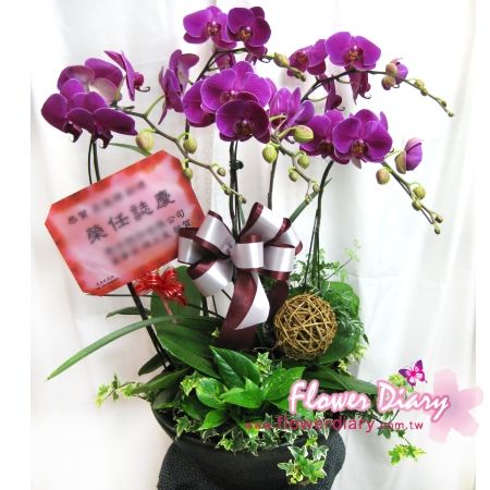 花店暢銷款 如意 桌上型 紅色蝴蝶蘭花組合盆栽