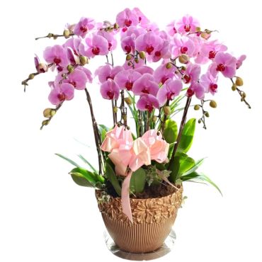 台北花店精選 豪華大器 文雅 桌上型 粉色蝴蝶蘭花組合盆栽12梗