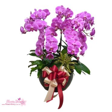 花店暢銷款 吉祥如意 桌上型 紅色蝴蝶蘭花組合盆栽8梗