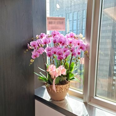 台北花店精選 豪華大器 文雅 桌上型 粉色蝴蝶蘭花組合盆栽12梗