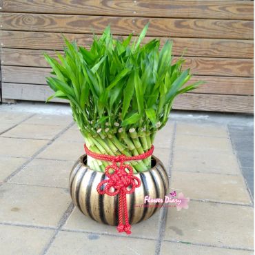 花店熱賣 好運連連 開運竹盆栽 開幕升官送禮