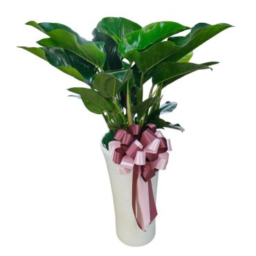 台北花店精選 落地型高CP值 綠鑽蔓綠絨落地盆栽