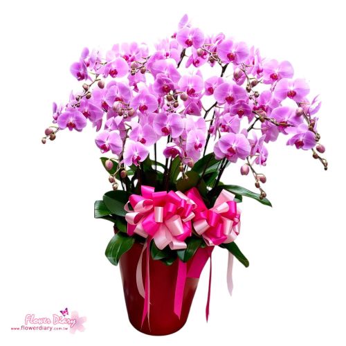 大器祝賀 瑞祥盈第13梗 立地蝴蝶蘭花組合盆栽