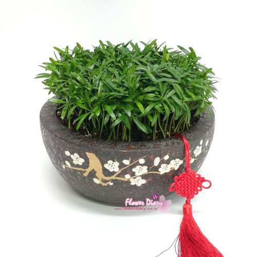 花店嚴選登科及第羅漢松桌上盆栽- 台北花店- 花日記花坊實體網路花店