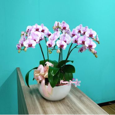 花店推薦  桃李芬芳 桌上型 粉色蝴蝶蘭花造景組合盆栽
